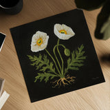 Vintage White Poppies by Mackenzie Nelson. Shown as a detailed flat fine art print, highlighting archival giclee quality. Available as an archival giclee rolled canvas, fine art paper, or poster print. SKU 103111a.