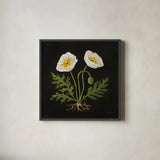 Vintage White Poppies by Mackenzie Nelson. Shown in a sleek black glass frame for a contemporary gallery look. Available as an archival giclee rolled canvas, fine art paper, or poster print. SKU 103111a.