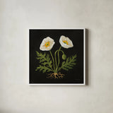 Vintage White Poppies by Mackenzie Nelson. Shown in a crisp white glass frame for a clean and minimalist style. Available as an archival giclee rolled canvas, fine art paper, or poster print. SKU 103111a.