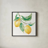 Everyday Lemons I On White by Mary Urban. Shown in a sleek black glass frame for a contemporary gallery look. Available as an archival giclee rolled canvas, fine art paper, or poster print. SKU 87834a.