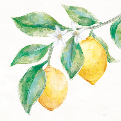 Everyday Lemons II On White by Mary Urban. SKU 87835a. Archival Giclee Fine art print for wall decor.