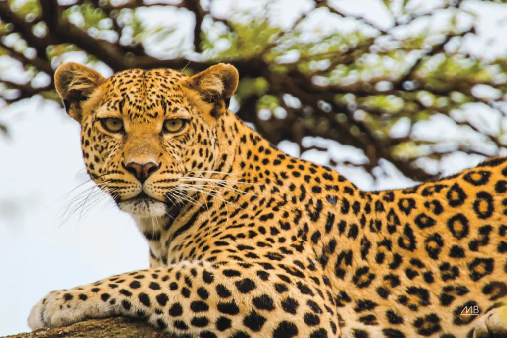 Lounging Leopard by Max Blakesberg. SKU 94181i. Archival Giclee Fine art print for wall decor.