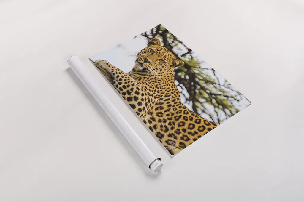 Lounging Leopard by Max Blakesberg. shown as a rolled paper print. Available as archival giclee rolled canvas, fine art paper, or poster print. SKU 94181i.