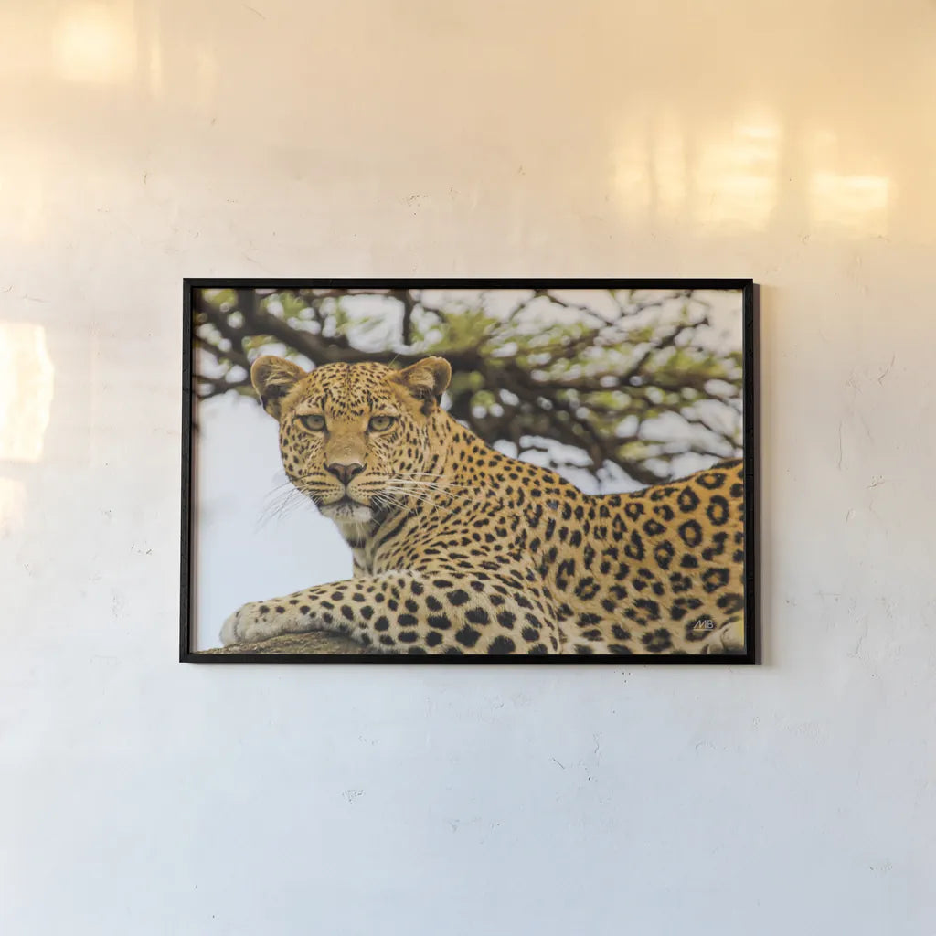 Lounging Leopard by Max Blakesberg. shown as a paper print in a black flame. Available as a archival giclee rolled canvas, fine art paper, or poster print. SKU 94181i.