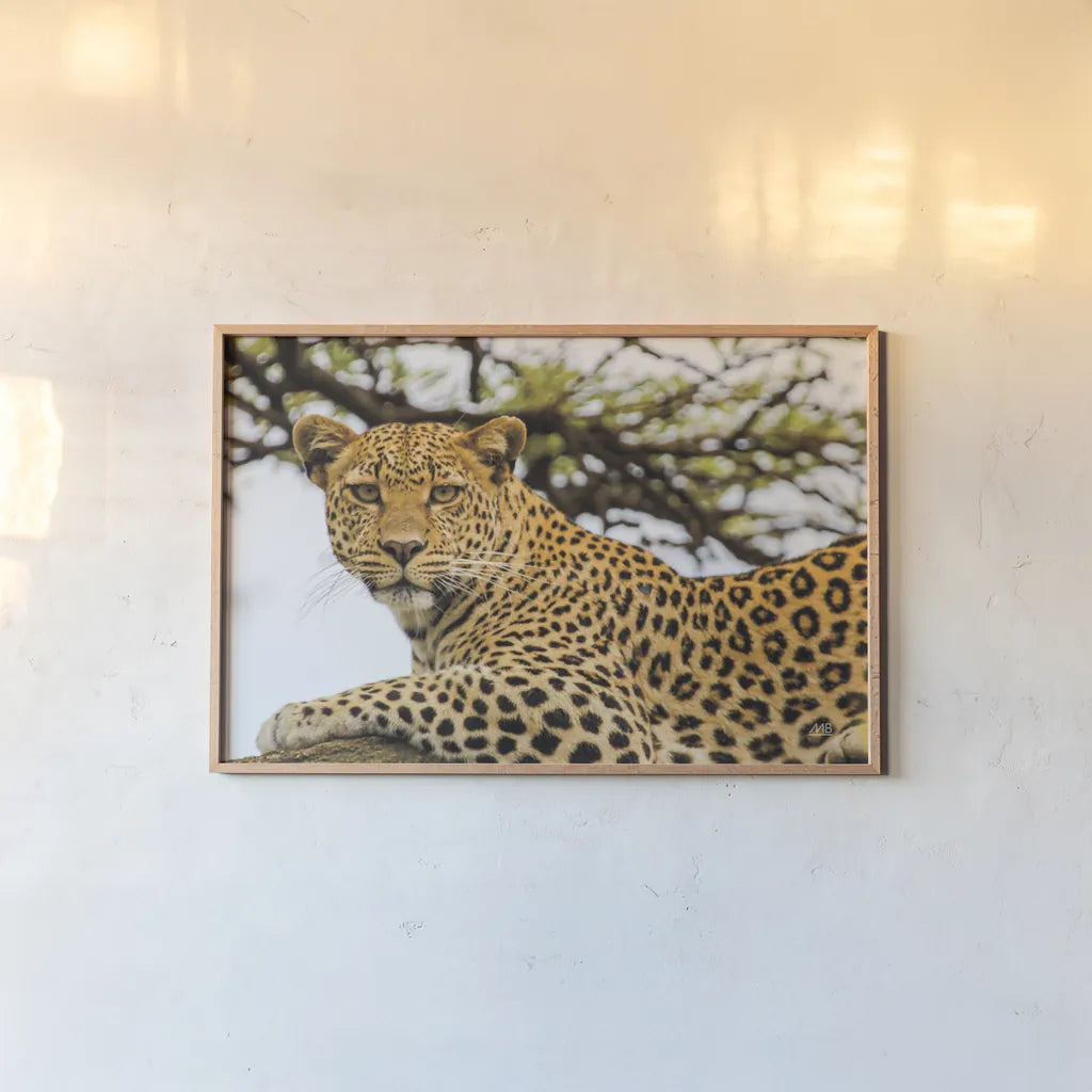 Lounging Leopard by Max Blakesberg. shown as a paper print in a natural frame. Available as a archival giclee rolled canvas, fine art paper, or poster print. SKU 94181i.