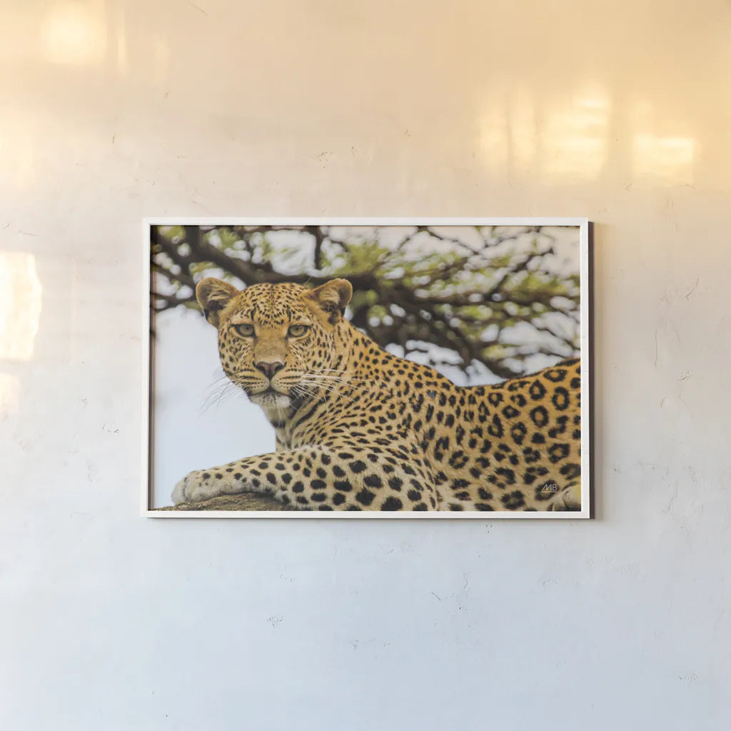 Lounging Leopard by Max Blakesberg. shown as a paper print in a white frame. Available as a archival giclee rolled canvas, fine art paper, or poster print. SKU 94181i.