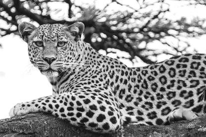 Lounging Leopard Neutral by Max Blakesberg. SKU 94182i. Archival Giclee Fine art print for wall decor.