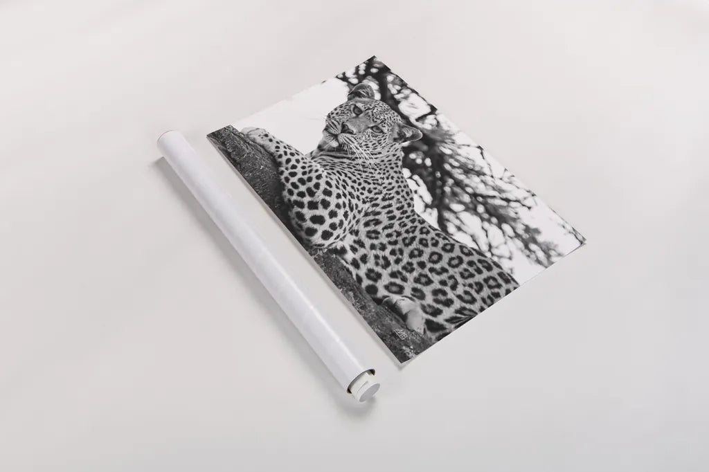 Lounging Leopard Neutral by Max Blakesberg. shown as a rolled paper print. Available as archival giclee rolled canvas, fine art paper, or poster print. SKU 94182i.