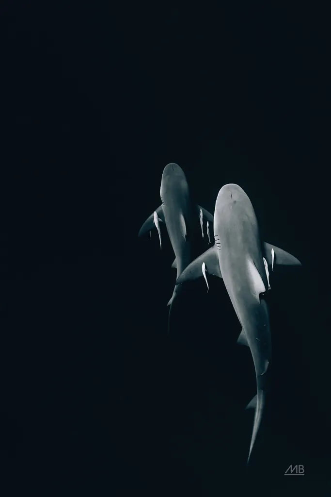 Above the Abyss by Max Blakesberg Studios. SKU 90883h. Archival Giclee Fine art print for wall decor.