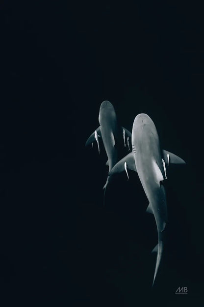 Above the Abyss by Max Blakesberg Studios. SKU 90883h. Archival Giclee Fine art print for wall decor.