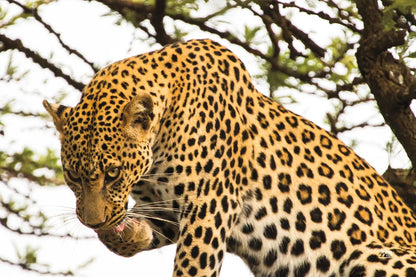 After Lunch by Max Blakesberg Studios. SKU 90887i. Archival Giclee Fine art print for wall decor.