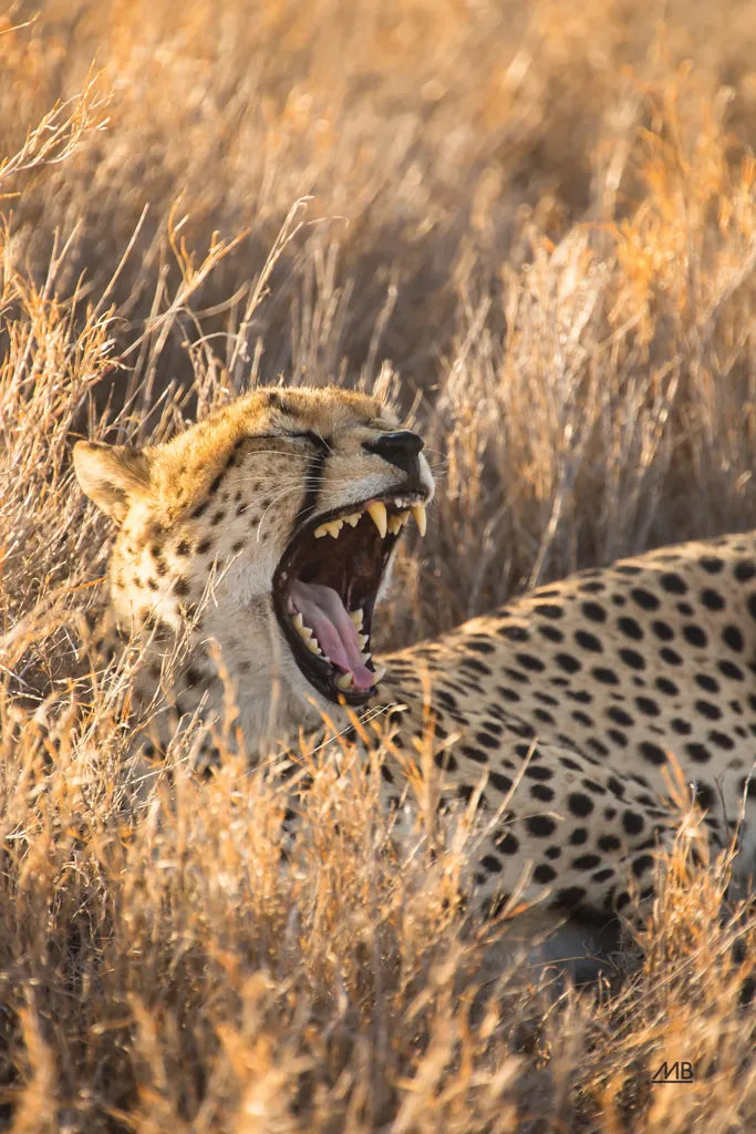 Big Yawn I by Max Blakesberg Studios. SKU 93612h. Archival Giclee Fine art print for wall decor.