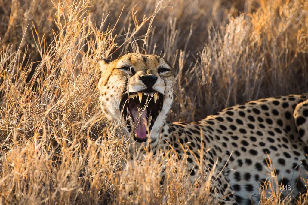Big Yawn II by Max Blakesberg Studios. SKU 93613i. Archival Giclee Fine art print for wall decor.