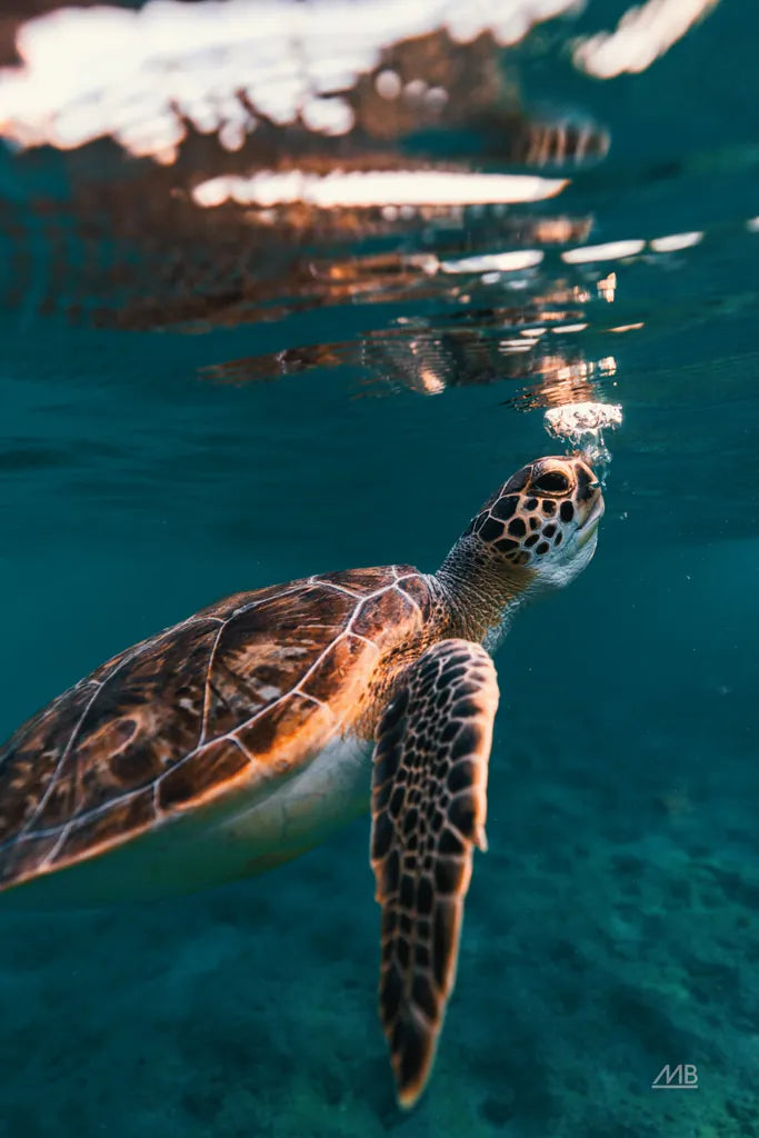 Blowing Bubbles by Max Blakesberg Studios. SKU 90885h. Archival Giclee Fine art print for wall decor.