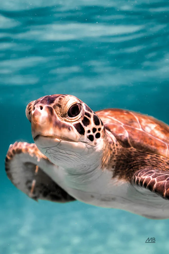 Close Up by Max Blakesberg Studios. SKU 90882h. Archival Giclee Fine art print for wall decor.