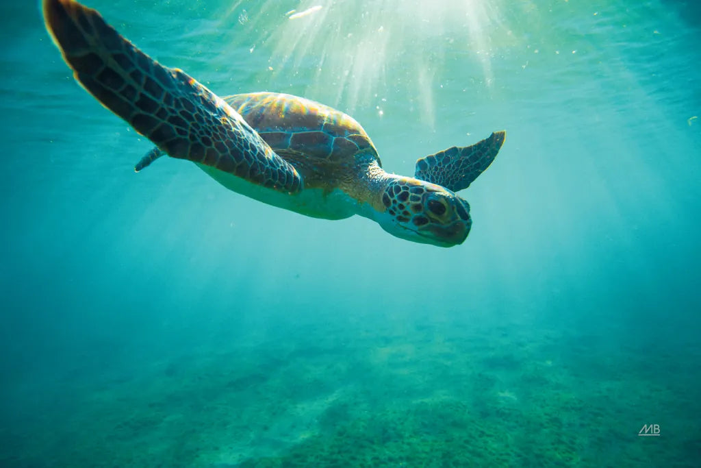 Dive by Max Blakesberg Studios. SKU 92806i. Archival Giclee Fine art print for wall decor.