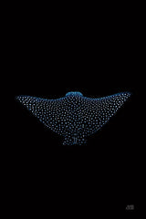 Eagle Ray Dark by Max Blakesberg Studios. SKU 90982h. Archival Giclee Fine art print for wall decor.