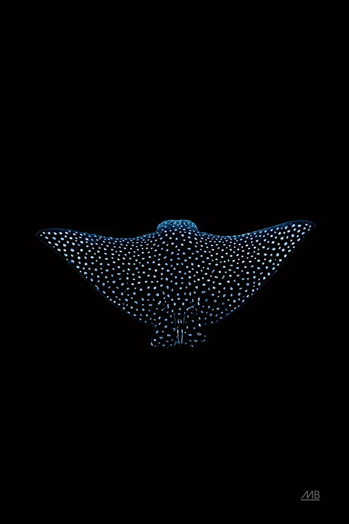 Eagle Ray Dark by Max Blakesberg Studios. SKU 90982h. Archival Giclee Fine art print for wall decor.