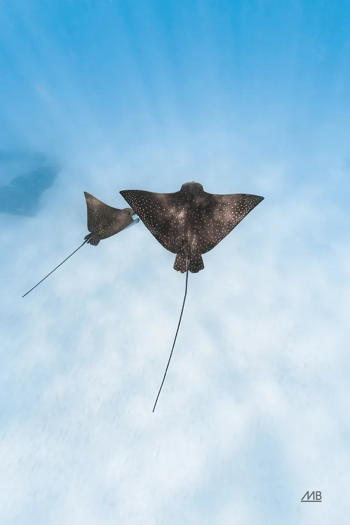 Eagle Ray Duo by Max Blakesberg Studios. SKU 90846h. Archival Giclee Fine art print for wall decor.