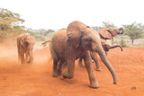Elephant Race by Max Blakesberg Studios. SKU 93614i. Archival Giclee Fine art print for wall decor.