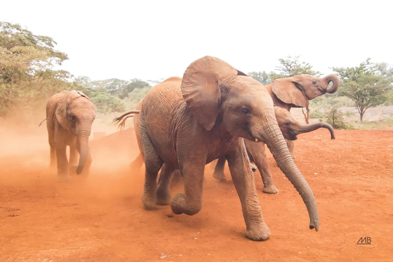 Elephant Race by Max Blakesberg Studios. SKU 93614i. Archival Giclee Fine art print for wall decor.