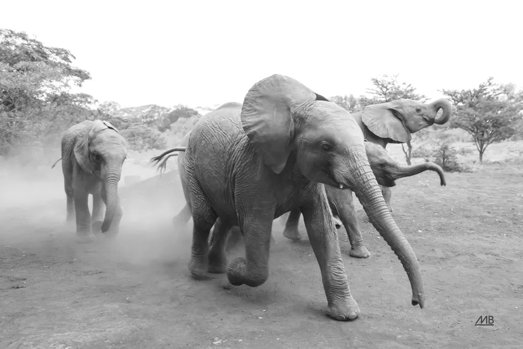 Elephant Race BW by Max Blakesberg Studios. SKU 93615i. Archival Giclee Fine art print for wall decor.