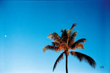 Evening Palm by Max Blakesberg Studios. SKU 103354i. Archival Giclee Fine art print for wall decor.