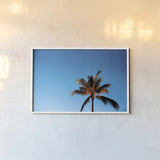 Evening Palm by Max Blakesberg Studios. shown as a paper print in a white frame. Available as a archival giclee rolled canvas, fine art paper, or poster print. SKU 103354i.