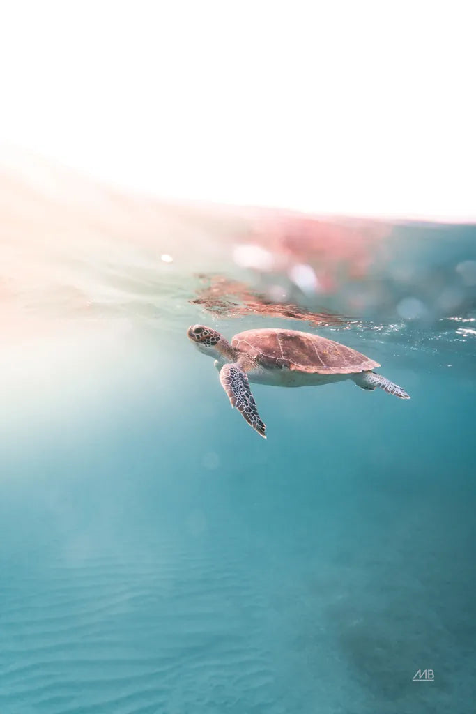 Float On by Max Blakesberg Studios. SKU 92682h. Archival Giclee Fine art print for wall decor.