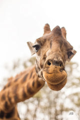 Funny Face I by Max Blakesberg Studios. SKU 93616h. Archival Giclee Fine art print for wall decor.