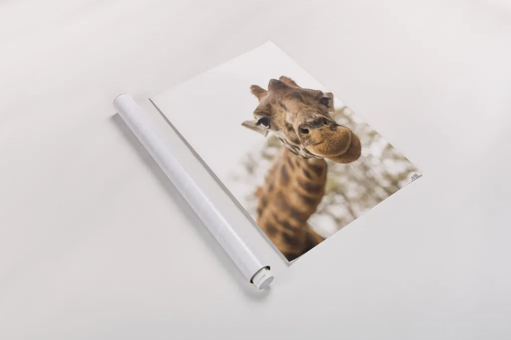 Funny Face I by Max Blakesberg Studios. shown as a rolled paper print. Available as archival giclee rolled canvas, fine art paper, or poster print. SKU 93616h.