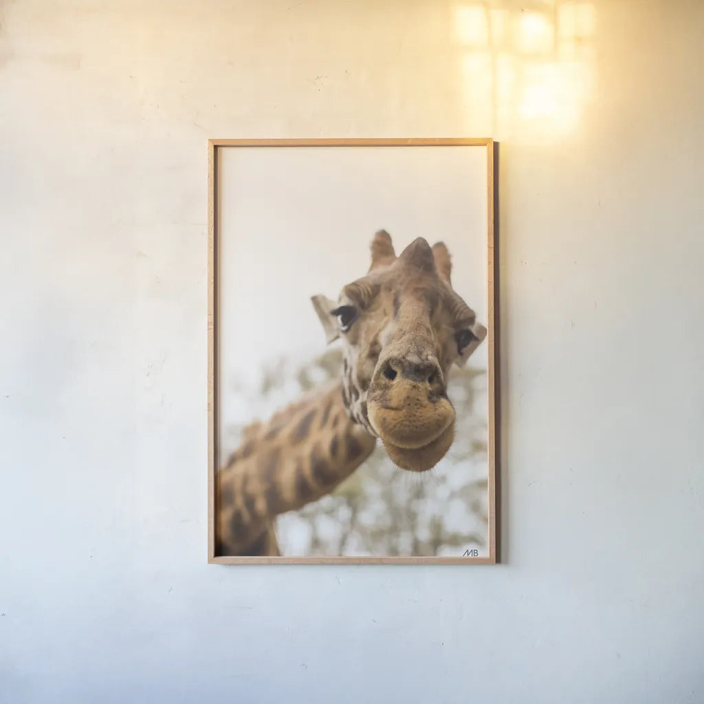 Funny Face I by Max Blakesberg Studios. shown as a paper print in a natural frame. Available as a archival giclee rolled canvas, fine art paper, or poster print. SKU 93616h.