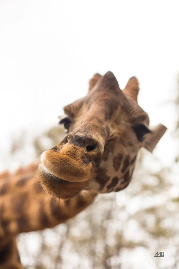 Funny Face II by Max Blakesberg Studios. SKU 93617h. Archival Giclee Fine art print for wall decor.