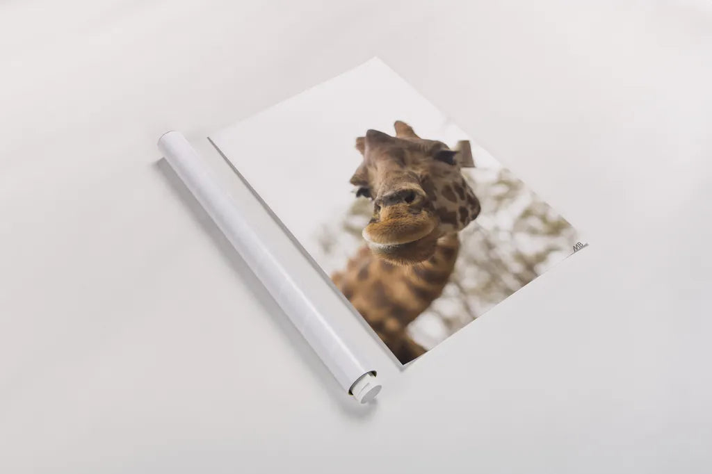 Funny Face II by Max Blakesberg Studios. shown as a rolled paper print. Available as archival giclee rolled canvas, fine art paper, or poster print. SKU 93617h.