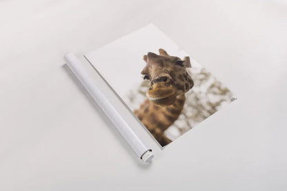 Funny Face II by Max Blakesberg Studios. shown as a rolled paper print. Available as archival giclee rolled canvas, fine art paper, or poster print. SKU 93617h.