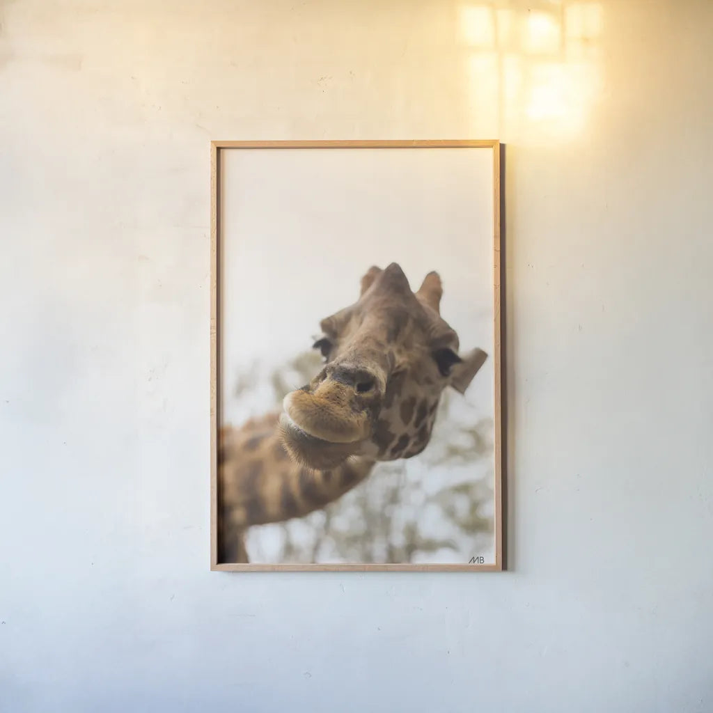 Funny Face II by Max Blakesberg Studios. shown as a paper print in a natural frame. Available as a archival giclee rolled canvas, fine art paper, or poster print. SKU 93617h.
