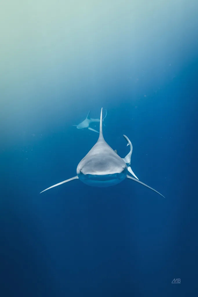 Heads Up by Max Blakesberg Studios. SKU 91386h. Archival Giclee Fine art print for wall decor.