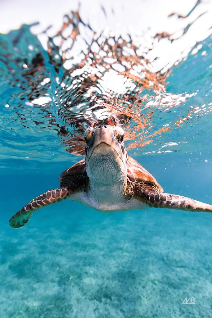 Hello Sea Turtle by Max Blakesberg Studios. SKU 90847h. Archival Giclee Fine art print for wall decor.