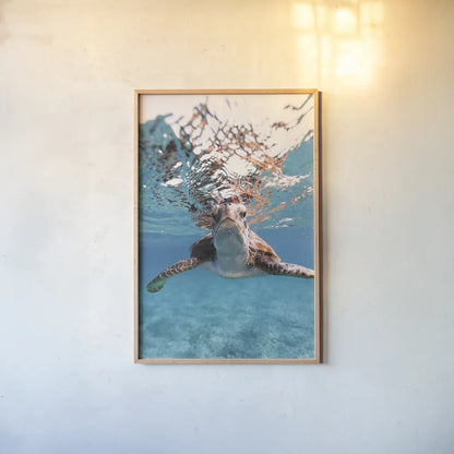 Hello Sea Turtle by Max Blakesberg Studios. shown as a paper print in a natural frame. Available as a archival giclee rolled canvas, fine art paper, or poster print. SKU 90847h.