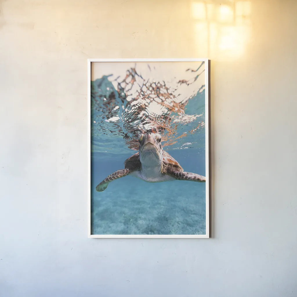 Hello Sea Turtle by Max Blakesberg Studios. shown as a paper print in a white frame. Available as a archival giclee rolled canvas, fine art paper, or poster print. SKU 90847h.