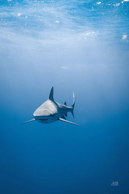 Hunter by Max Blakesberg Studios. SKU 92617h. Archival Giclee Fine art print for wall decor.