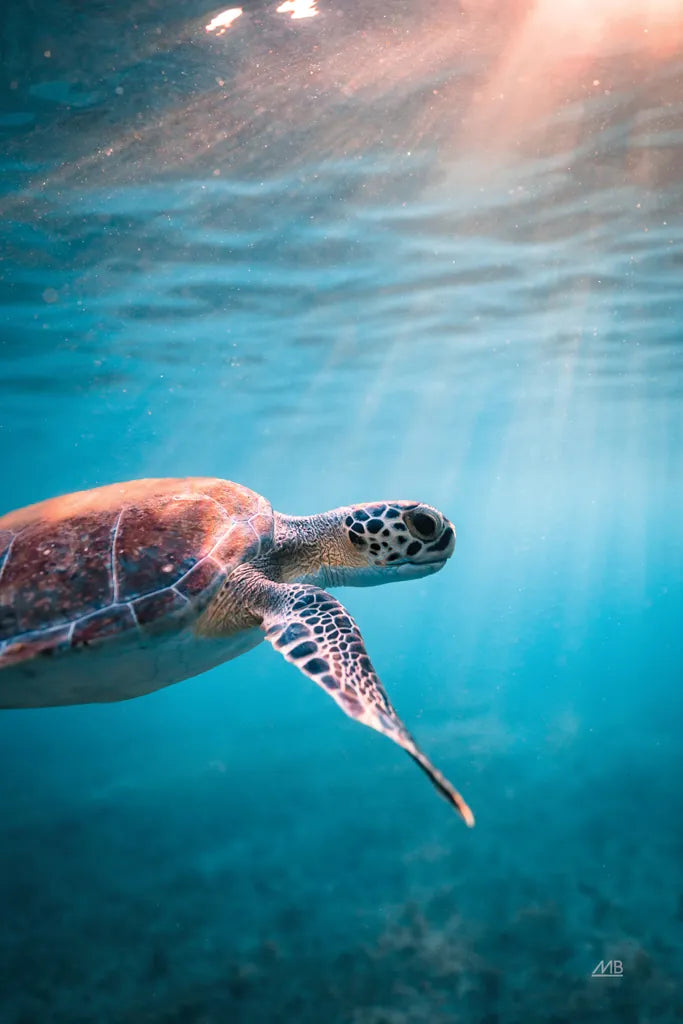 Just Keep Swimming by Max Blakesberg Studios. SKU 92683h. Archival Giclee Fine art print for wall decor.