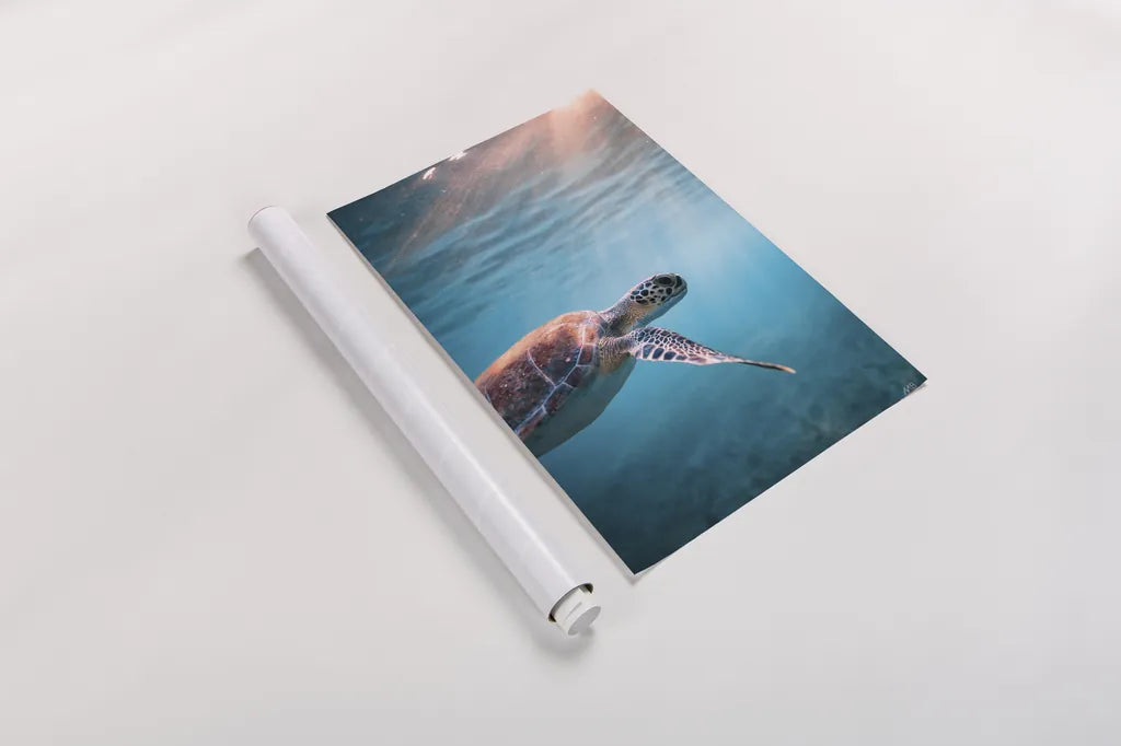 Just Keep Swimming by Max Blakesberg Studios. shown as a rolled paper print. Available as archival giclee rolled canvas, fine art paper, or poster print. SKU 92683h.