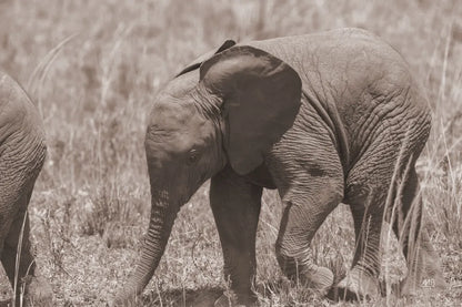 Kenyan Elephant by Max Blakesberg Studios. SKU 92808i. Archival Giclee Fine art print for wall decor.