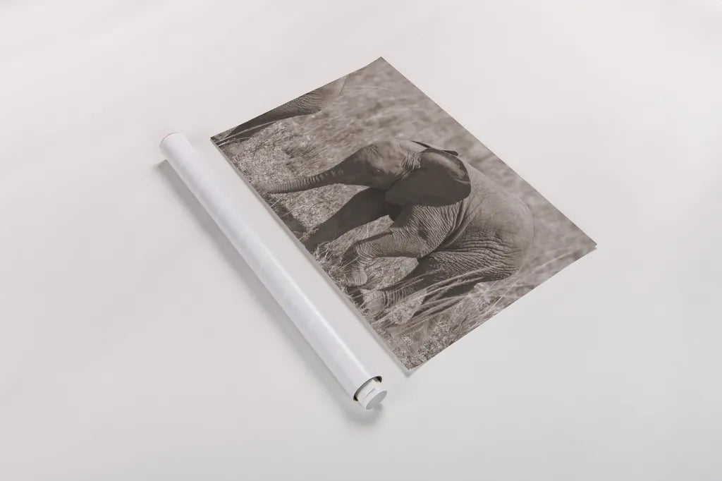 Kenyan Elephant by Max Blakesberg Studios. shown as a rolled paper print. Available as archival giclee rolled canvas, fine art paper, or poster print. SKU 92808i.