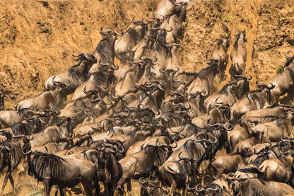 Kenyan Herd I by Max Blakesberg Studios. SKU 92809i. Archival Giclee Fine art print for wall decor.