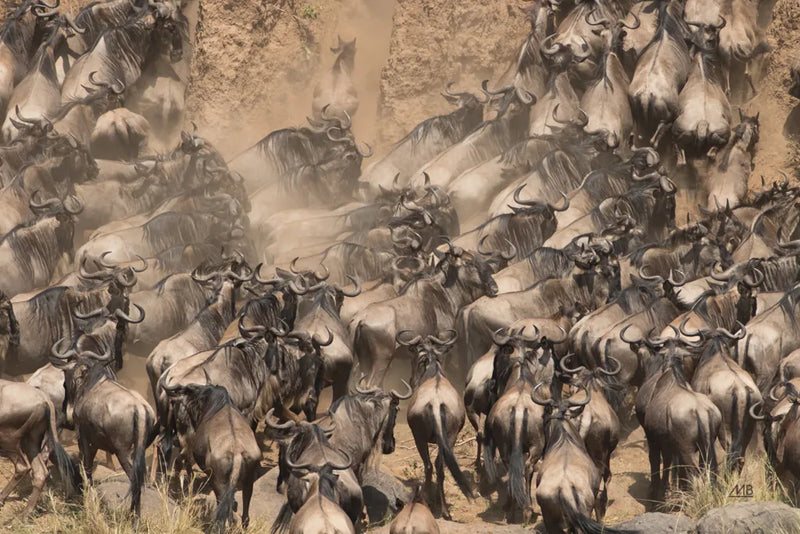 Kenyan Herd II by Max Blakesberg Studios. SKU 92810i. Archival Giclee Fine art print for wall decor.
