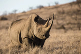 Kenyan Rhino by Max Blakesberg Studios. SKU 93610i. Archival Giclee Fine art print for wall decor.