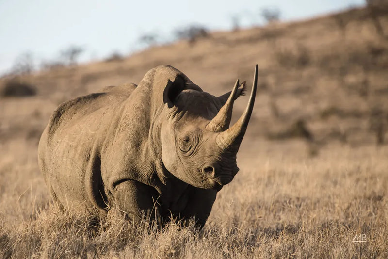 Kenyan Rhino by Max Blakesberg Studios. SKU 93610i. Archival Giclee Fine art print for wall decor.