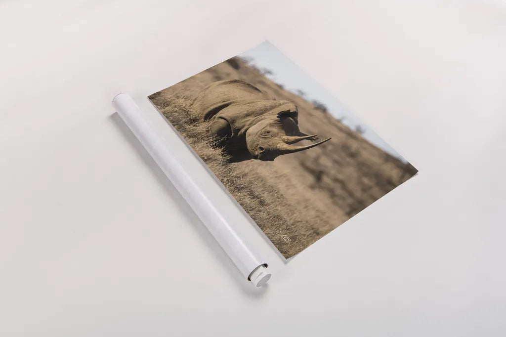Kenyan Rhino by Max Blakesberg Studios. shown as a rolled paper print. Available as archival giclee rolled canvas, fine art paper, or poster print. SKU 93610i.